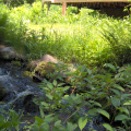 Another view of the stream and the porch