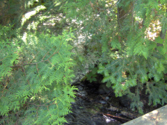 Looking down at the stream from the walkway over to the gazebo through the cedar and balsam branches