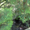 Looking down at the stream from the walkway over to the gazebo through the cedar and balsam branches