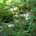 The stream coming down the hill just before it enters Abram Lake