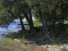 The cedar grove from the floating dock