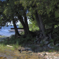 The cedar grove from the floating dock