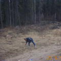 Another pic of our "guest" Ray helping out.