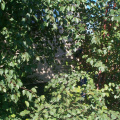 If you look close enough you can make out the white cable along with Paul behind all the leaves.