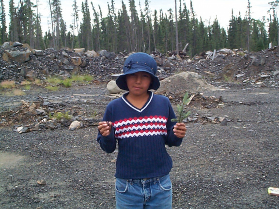 This is Atayafie Campbell with some Black Spruce.
